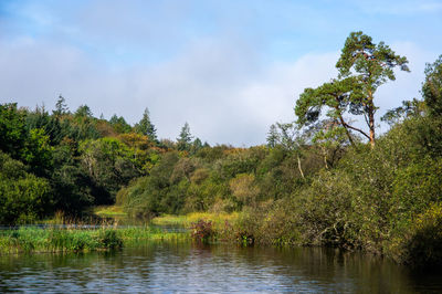 Scenic view of lake in forest against sky