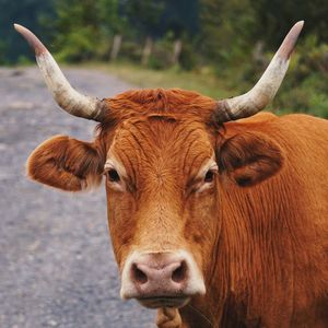 Beautiful brown cow portrait in the nature