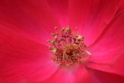 Close-up of pink flower