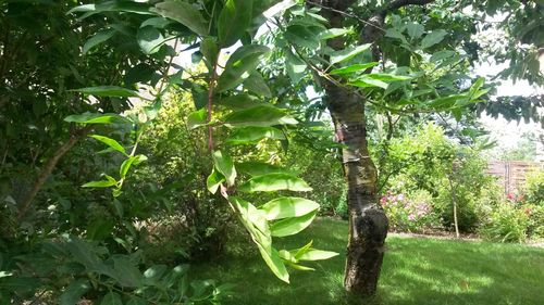 Trees growing in park