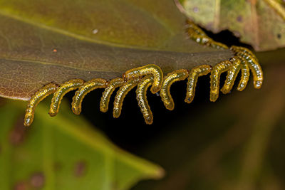 Small Sawflies