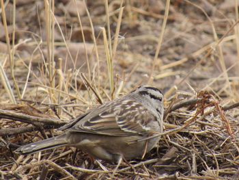 Close-up of bird perching outdoors