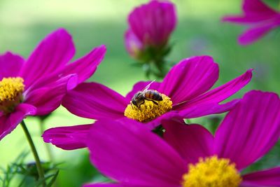 Close-up of honey bee pollinating on pink flower