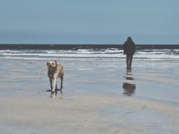 Full length of dog walking on beach