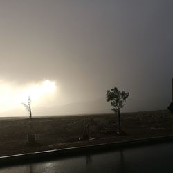 Silhouette tree on field against sky during sunset