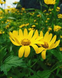 Close-up of yellow flowering plant