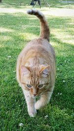 Portrait of cat on field