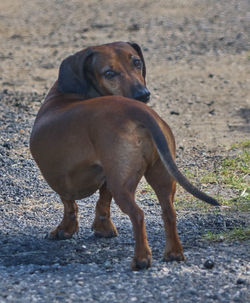 Dog looking at camera
