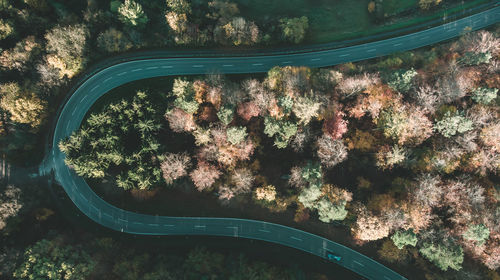High angle view of trees with a road 