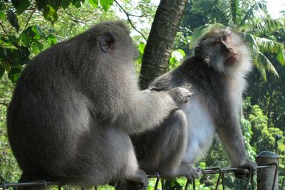 Low angle view of monkey on tree