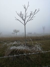 Bare tree on field against sky