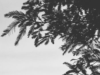 Low angle view of coconut palm tree against clear sky