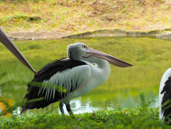 Picture of pelicans, a genus of large water birds that make up the family pelecanidae. 