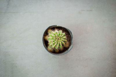 High angle view of potted plant in hole