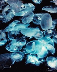 Jellyfish swimming in aquarium