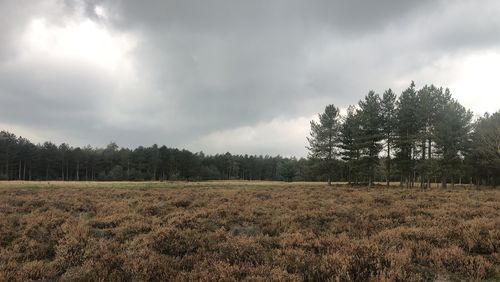 Scenic view of field against sky