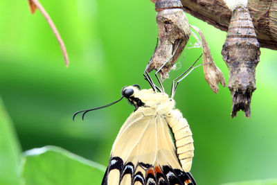 Close-up of butterfly perching on plant