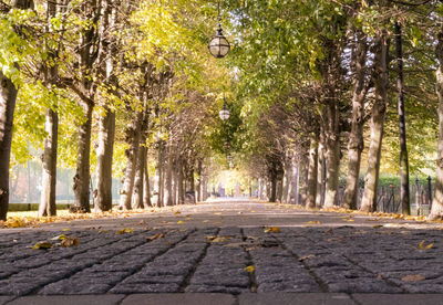 Street amidst trees and plants in city