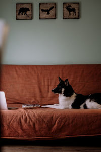 Dog sitting on sofa at home