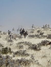 Zebras walking field against sky