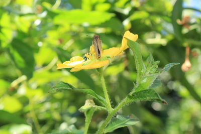 Close-up of insect on flower