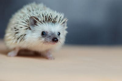 Cute hedgehog. portrait of pretty curious muzzle of animal. favorite pets. atelerix, african 