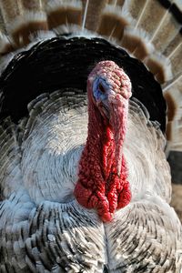 Close-up of turkey bird. 