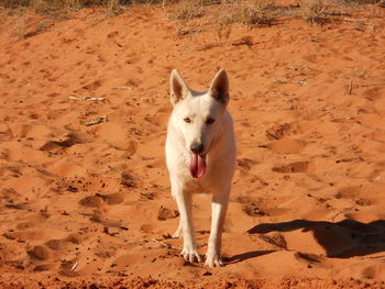 Dog on field