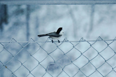 fence