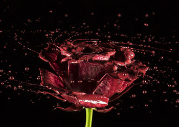 Close-up of water drops on flowers against black background