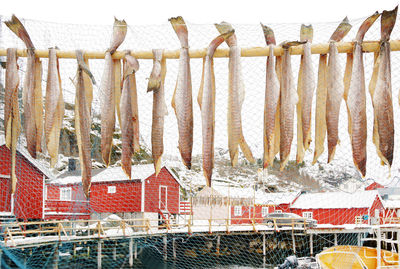 Fish drying on bamboo by fishing net