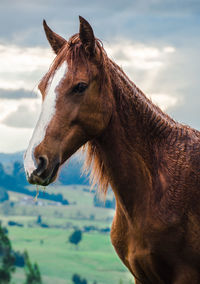 Close-up of a horse