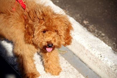 High angle view of a dog