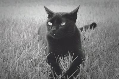 Portrait of cat on grassy field