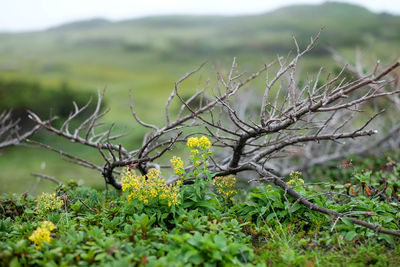 Close-up of plant on field