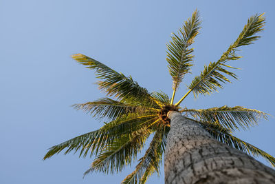 Low angle view of coconut palm tree against sky