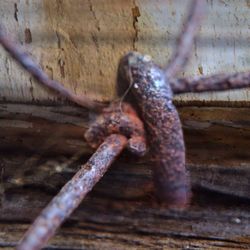 Close-up of rusty metal on wooden surface