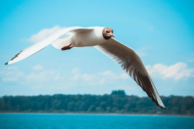 Close-up of seagull flying over sea against sky