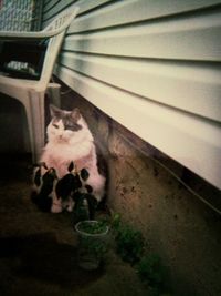 Cat looking away