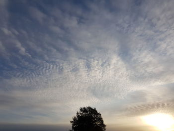 Low angle view of silhouette tree against sky