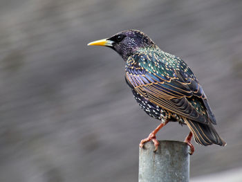 Close-up of bird perching on wooden post