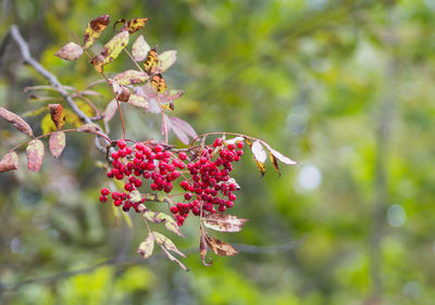 Close-up of red berries on plant