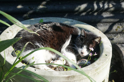 High angle view of cat resting in concrete structure