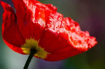 Close-up of red flower