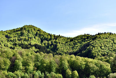 Scenic view of forest against sky