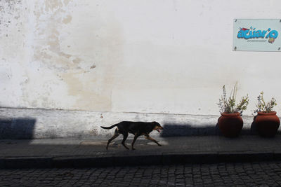 Dog standing against wall