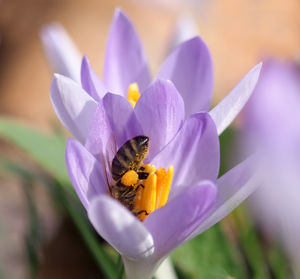 Close-up of bee pollinating on purple flower