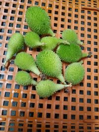 Close-up of cactus growing on plant