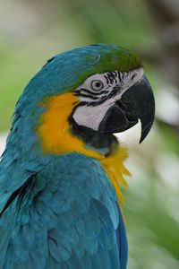 Close-up of gold and blue macaw