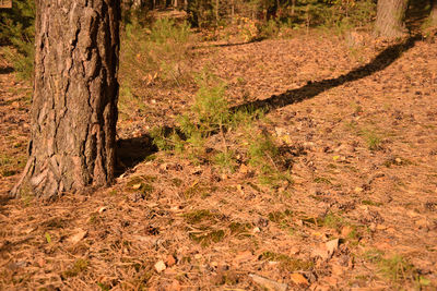 View of trees in forest